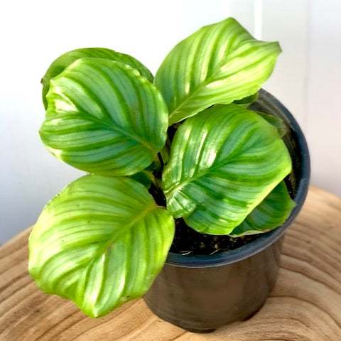 Calathea Orbifolia - Live Plant
