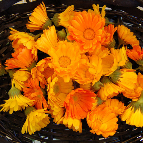 Organic Resina Calendula