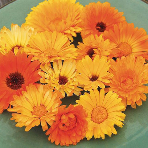 Calendula, Pacific Beauty Organic Seeds