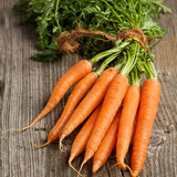 Carrot, Little Fingers (Organically Grown Seeds)