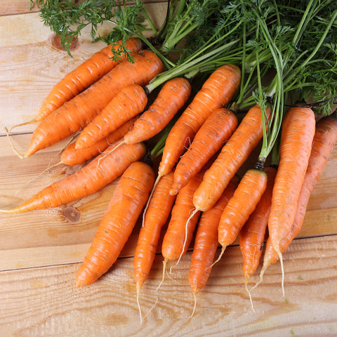 Carrot, Bambino (Organically Grown Seeds)