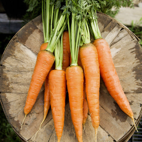 Carrot, Danvers 126 (Organically Grown Seeds)