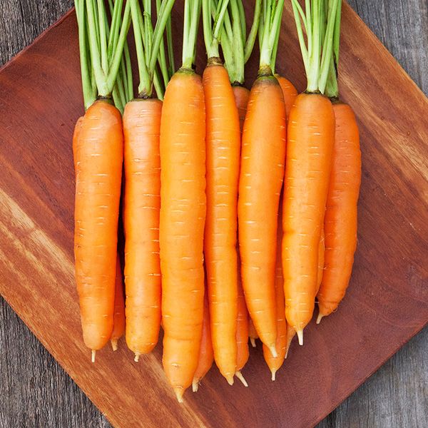 Carrot, Dolciva (Certified Organic Seeds) (HM)