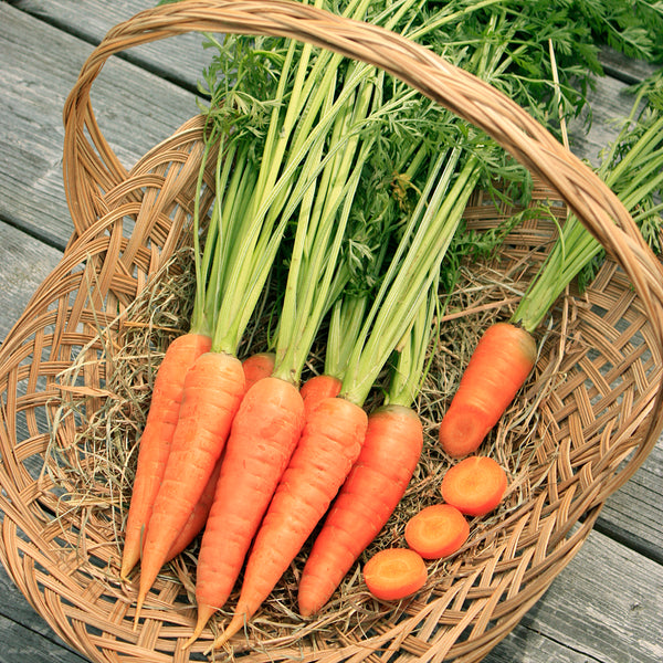 Carrot, Red Cored Chantenay (Organically Grown Seeds)
