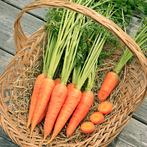 Seeds - Carrot, Red Cored Chantenay OG (SGH)