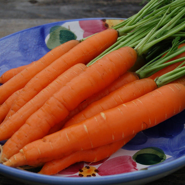 Carrot, Scarlet Nantes - Bulk Pack (Organically Grown Seeds)