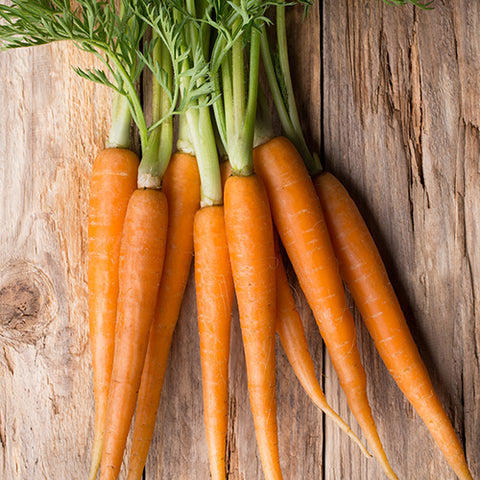 Carrot, Tendersweet (Organically Grown Seeds)