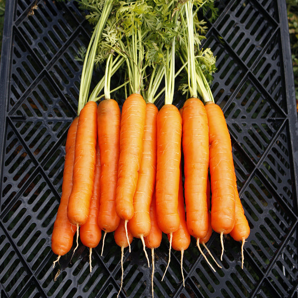Organic Yaya F1 Carrot