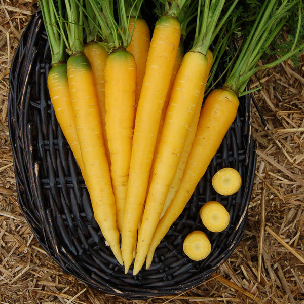 Organic Yellowstone Carrot