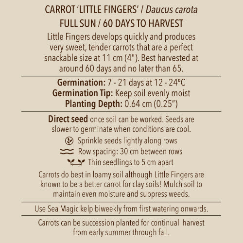 Carrot, Little Fingers (Organically Grown Seeds)