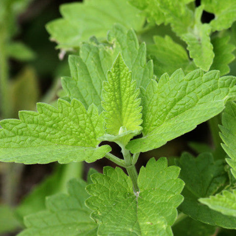 Organic Catnip