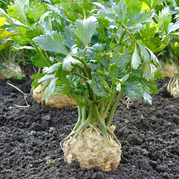 Celeriac, Mars (Organically Grown Seeds)