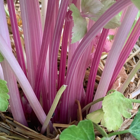 Live Plant - Celery, Chinese Pink (4-pack)