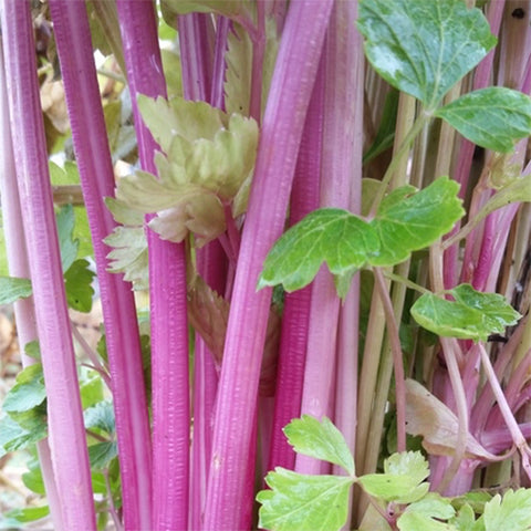 Celery, Chinese Pink (Organically Grown Seeds)