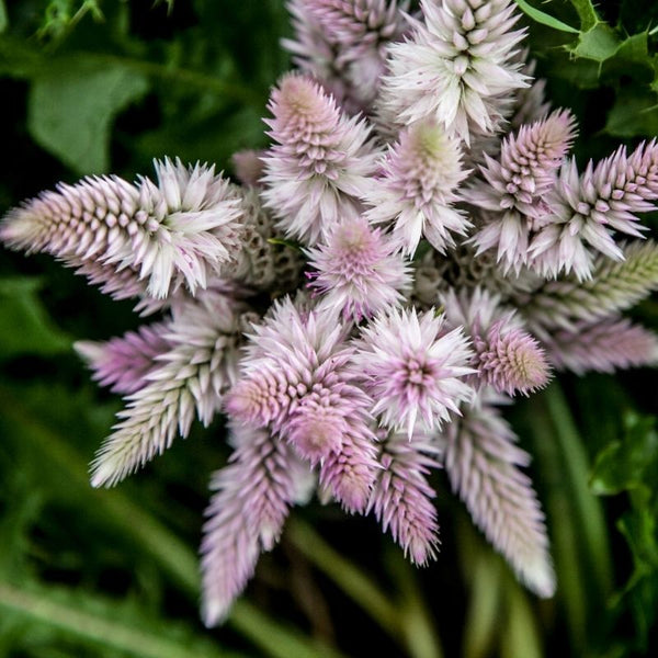 Celosia, Flamingo Feather (Organically Grown Seeds)