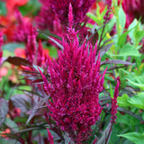 Celosia, Magenta Forest Fire (Organically Grown Seeds)