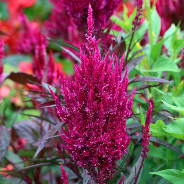 Celosia, Magenta Forest Fire (Organically Grown Seeds)