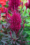 Celosia, Magenta Forest Fire (Organically Grown Seeds)
