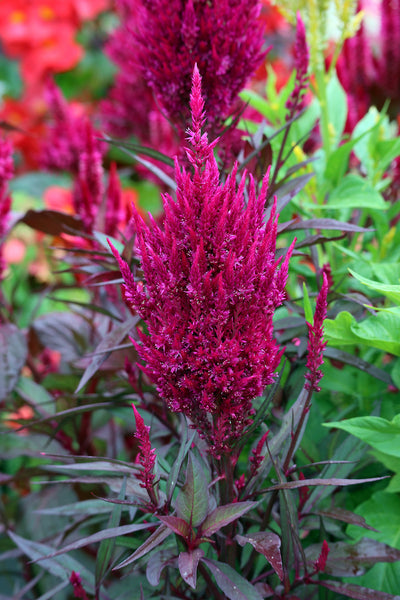 Celosia, Magenta Forest Fire (Organically Grown Seeds)