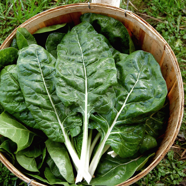 Organic Fordhook Chard