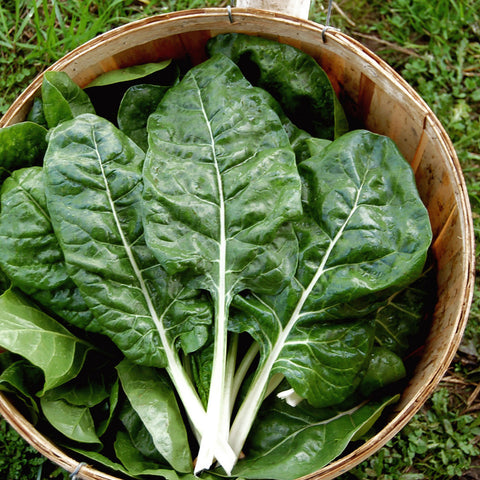 Organic Fordhook Chard