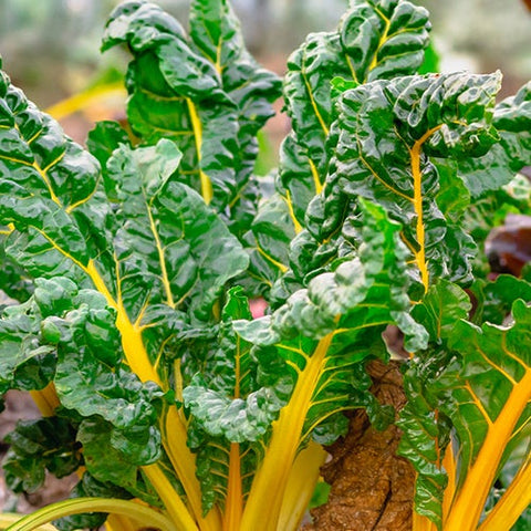 Chard, Sunset (Certified Organic Seeds)