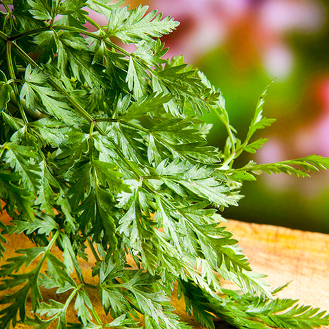 Chervil (Certified Organic Seeds)