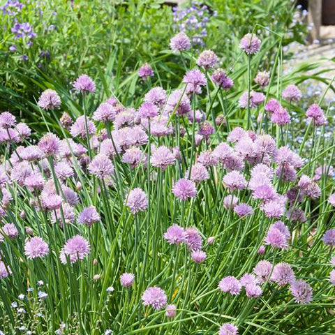 Chives (Certified Organic Seeds)