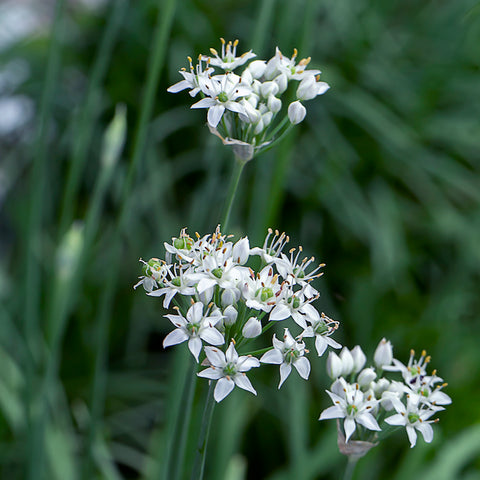Chives, Garlic (Organically Grown Seeds)