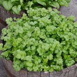 Cilantro, Caribe (Certified Organic Seeds)