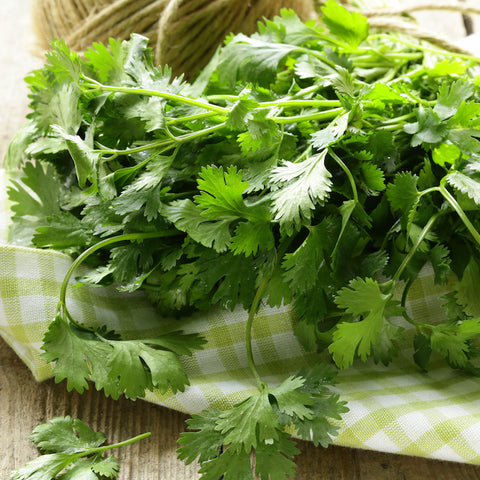 Cilantro, Longstanding (Organically Grown Seeds)