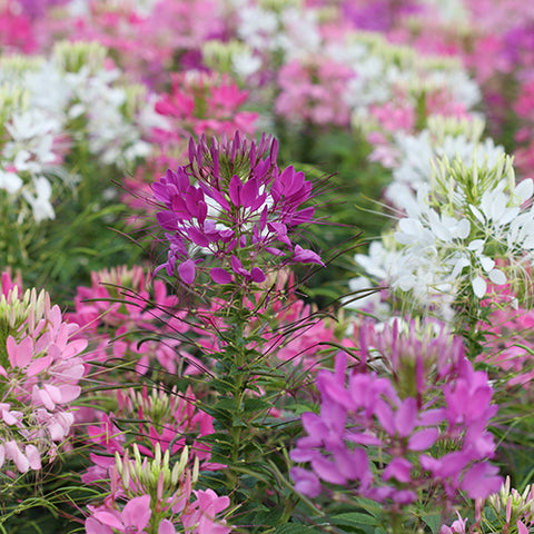 Cleome, Spiderflower Mix (Organically Grown Seeds)