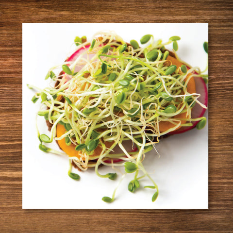 Clover, Crimson - Sprouting Seeds - Certified Organic