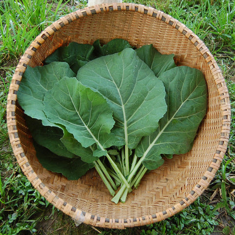 Collards, Champion (Greens) (Certified Organic Seeds)