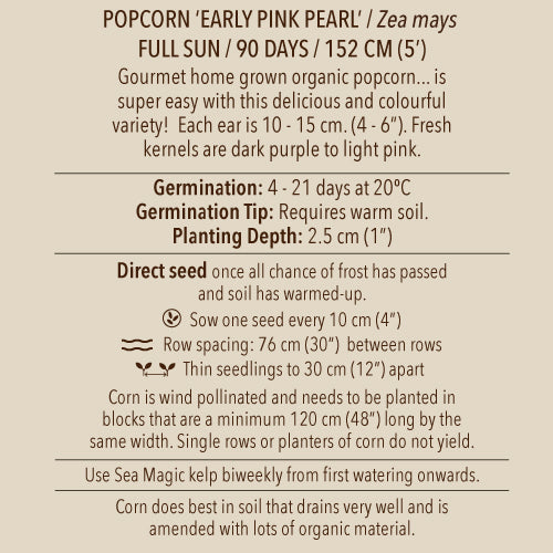 Corn, Early Pink Pearl Popcorn (Organically Grown Seeds)