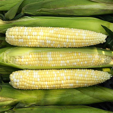 Corn, Allure Sweet F1 (Certified Organic Seeds)