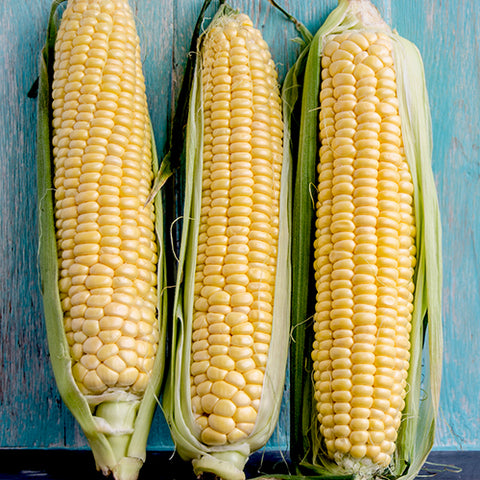 Corn, Candy Mountain (Organically Grown Seeds)