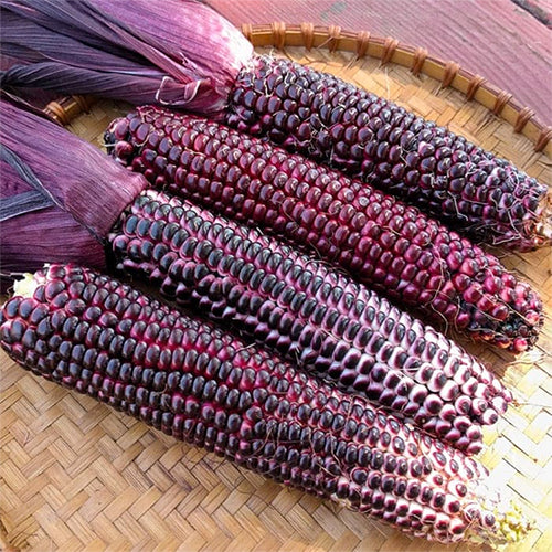Corn, Double Red (Organically Grown Seeds)