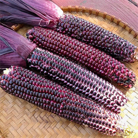 Corn, Double Red (Organically Grown Seeds)