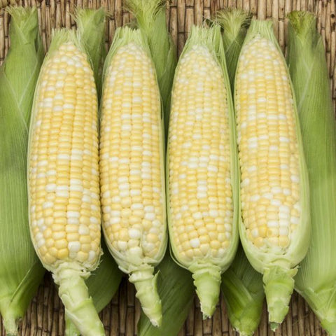 Corn, Enchanted Sweet F1 (Certified Organic Seeds)