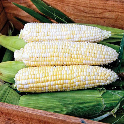 Corn, Who Gets Kissed Organic Seeds