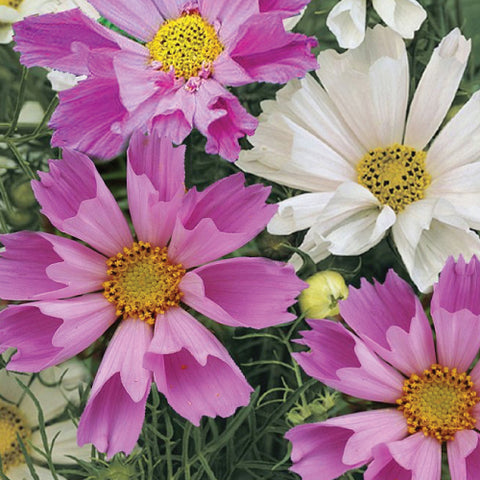 Cosmos, Seashell Mix (Organically Grown Seeds)