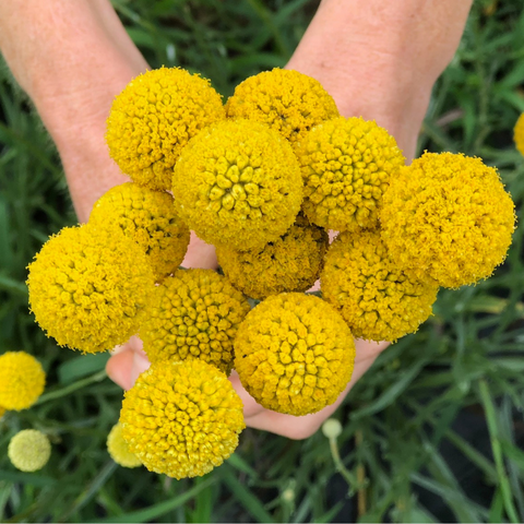 Craspedia, Sun Ball (Organically Grown Seeds)