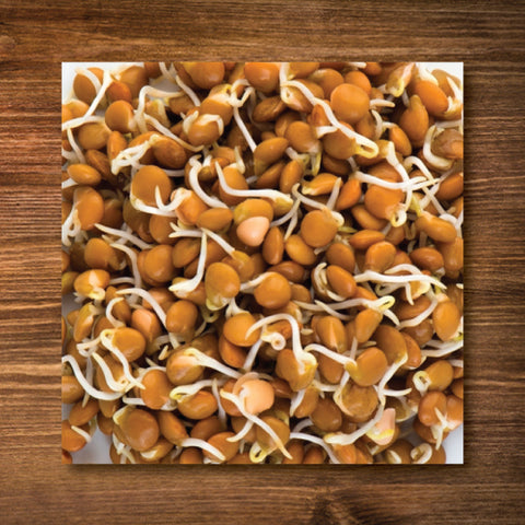 Lentils, Small Crimson - Sprouting Seeds - Certified Organic