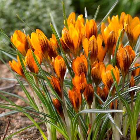 Crocus Orange Monarch at Sage Garden
