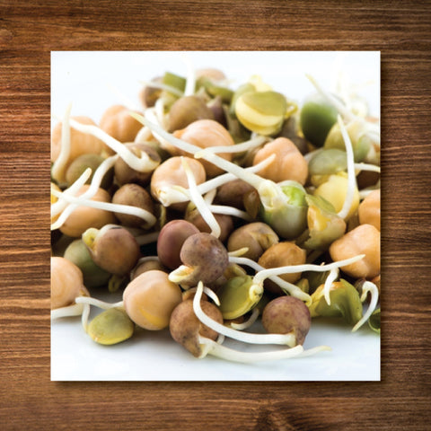 Crunchy Bean Mix Sprouting Seeds - Certified Organic