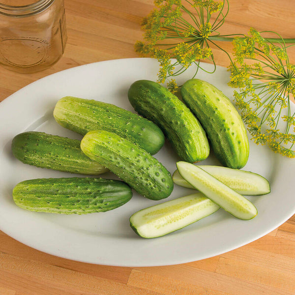 Cucumber, Cool Customer (Organically Grown Seeds)