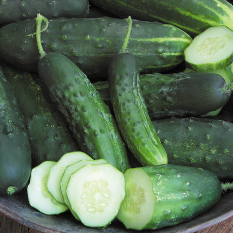 Cucumber, Early Fortune (Organically Grown Seeds)