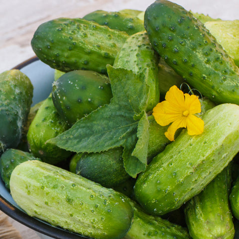 Organic Handmade Pickle Cucumbers at Sage Garden