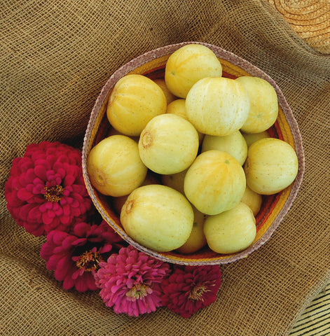 Organic Lemon Cucumber